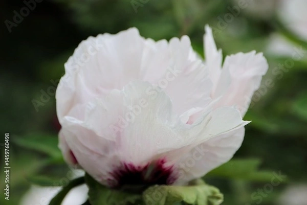 Fototapeta Paeonia rockii, or Rock's peony, is a tree peony species named after Joseph Rock. It is one of several species that are popularly called tree peony, and is native to the Gansu Mountains 