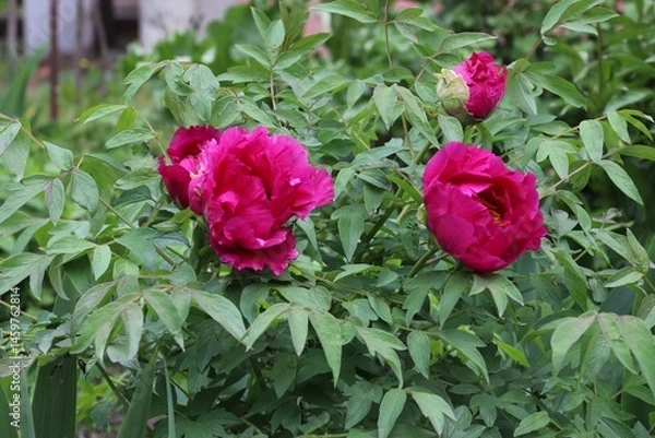 Fototapeta Paeonia rockii, or Rock's peony, is a tree peony species named after Joseph Rock. It is one of several species that are popularly called tree peony, and is native to the Gansu Mountains 