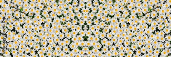 Obraz Wild daisy flowers growing on meadow. Meadow with lots of white and pink spring daisy flowers. panoramic spring web banner.