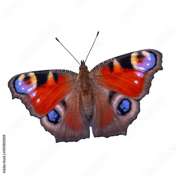 Fototapeta Colorful European peacock butterfly with open wings, isolated on a transparent background. Ideal for nature-themed designs, collages, and educational materials.