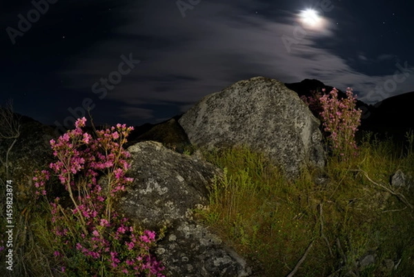 Fototapeta Russia. The South of Western Siberia, the Altai Mountains. Flowering bushes of Ledebur rhododendron among mossy stones in the valley of the Katun River on a moonlit night.
