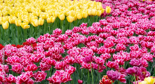 Obraz beautiful tulips in the park