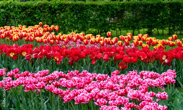 Fototapeta beautiful tulips in the park
