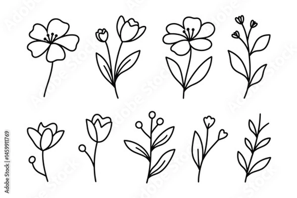 Fototapeta BOTANICAL DESIGN ELEMENTS IN LINE ART