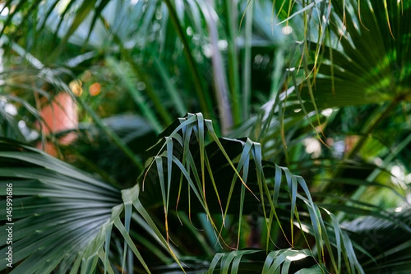 Fototapeta Tropical palms