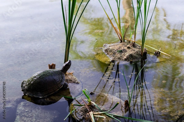 Fototapeta Turtle in pond