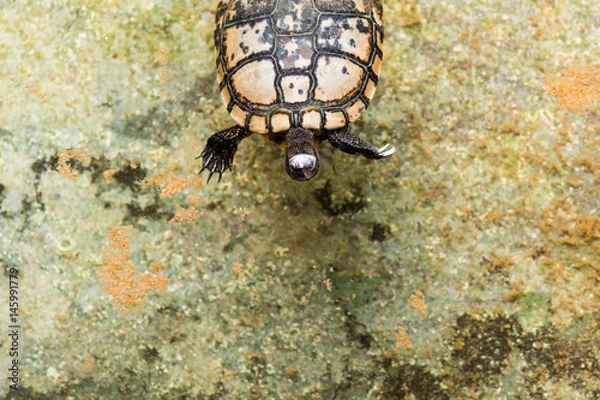 Fototapeta Turtle swimming