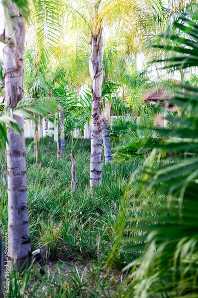 Fototapeta Tropical forest