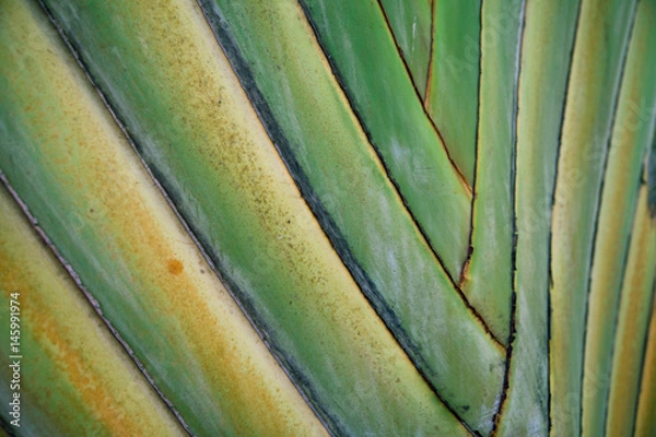 Fototapeta Palm frond