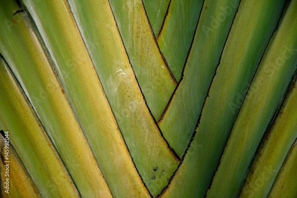 Obraz Palm frond