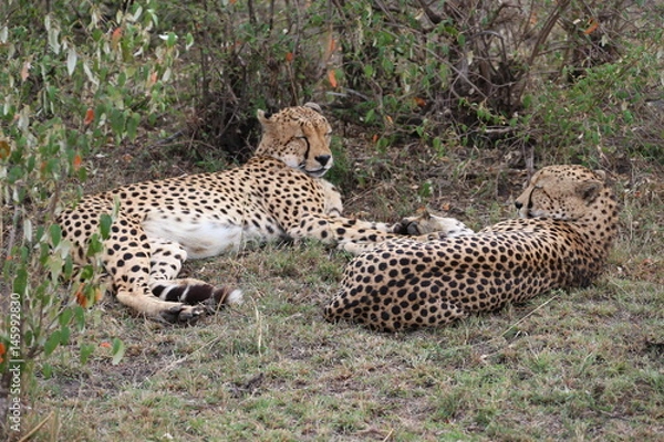 Fototapeta Wild Cheetah