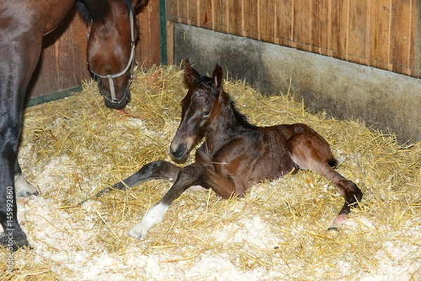 Obraz Neugeborenes Fohlen
