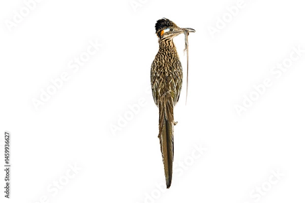 Fototapeta Rreater Roadrunner (Geococcyx californianus), Perched in Rear-end View, That Just Captured an Unfortunate Western Whiptail (Aspidoscelis tigris) Lizard, in Time for Dinner