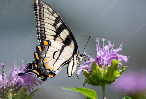 Obraz Eastern Tiger Swallowtail butterfly, Papilio Glaucus, ventral view on bee balm flower close up.