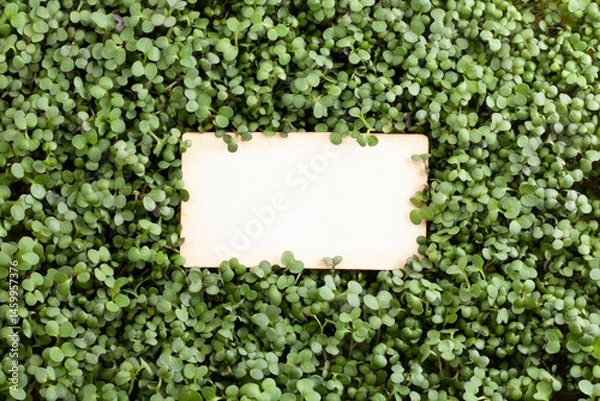 Fototapeta An empty piece of paper on a background of fresh microgreens