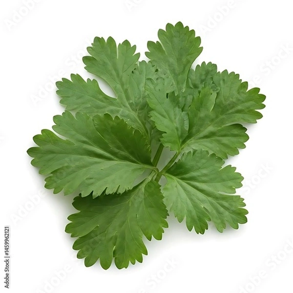Fototapeta Coriander image isolated top views.