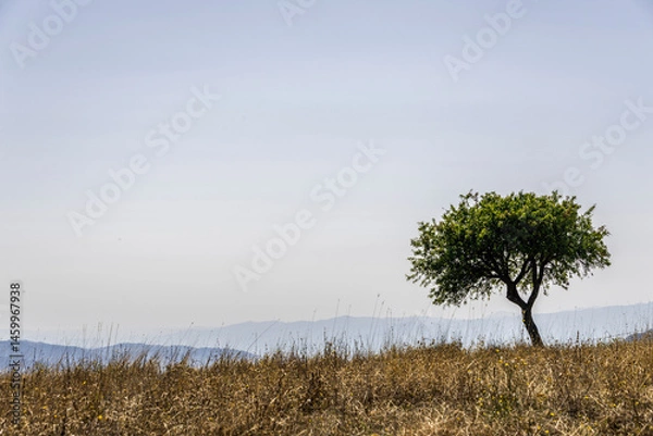 Obraz summer countryside landscape inside val d'agri, basilicata