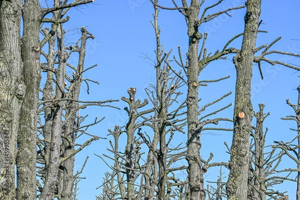 Obraz arbre taillé printemps climat environnement