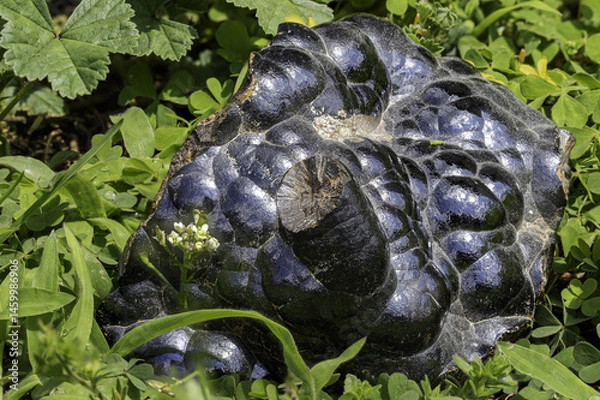 Fototapeta hematite mineral with characteristic metallic luster and dark bluish-black color, captured in natural environment. Perfect for educational, scientific, or geological-themed microstock illustrations 
