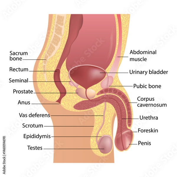 Obraz Educational diagram of male anatomy with vas deferens, penis, urethra, corpus cavernosum, testicle, and epididymis.
