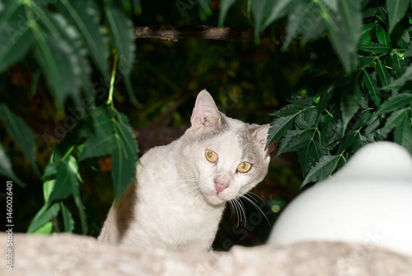Fototapeta A domestic cat peered out from behind a tree branch