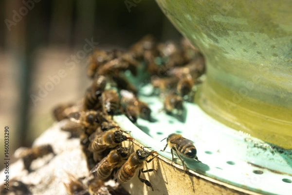 Obraz A group of bees gathered around a feeder, drinking from a liquid source (sugar water or honey) in a bright outdoor environment. Bees in a farm apiary drinking water.