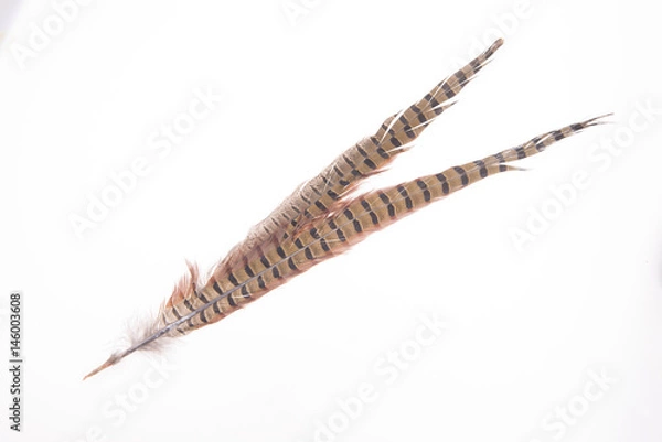 Obraz Pheasant feather, on a white background
