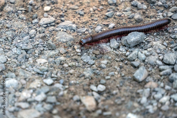 Obraz A millipede