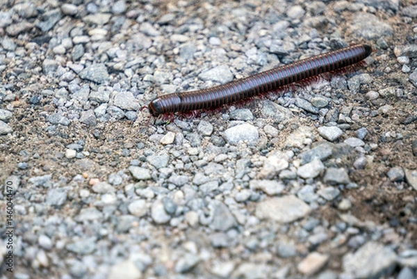 Obraz A millipede
