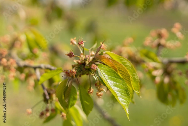 Obraz young cherry berry ovaries in spring in a farm garden close-up