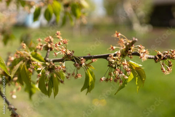 Obraz young cherry berry ovaries in spring in a farm garden close-up