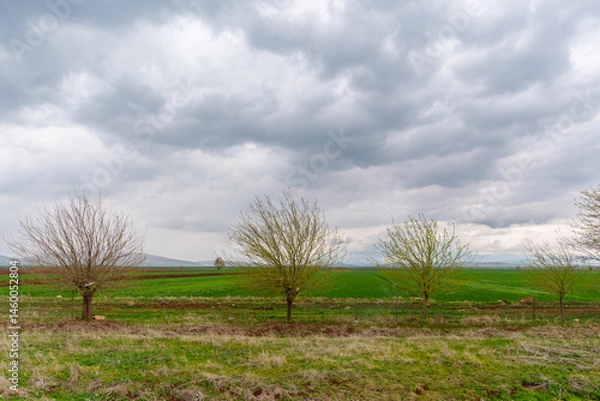 Fototapeta Scenic View of Green Fields Underneath Overcast Skies with Sparse Young Trees..