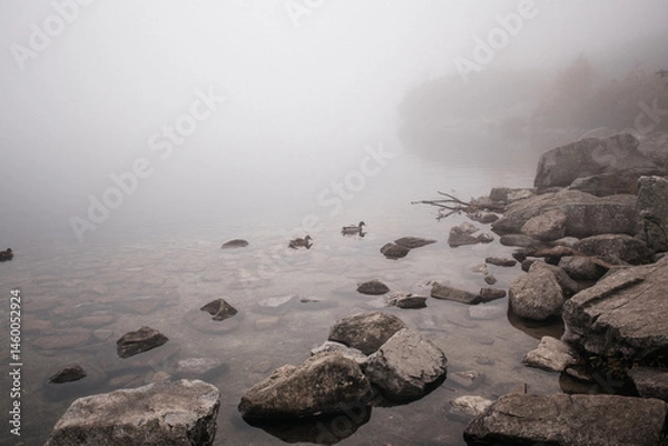 Obraz Ducks swim on a mountain lake through thick fog. Foggy mountain lake Morskie Oko in autumn, Zakopane, Poland.