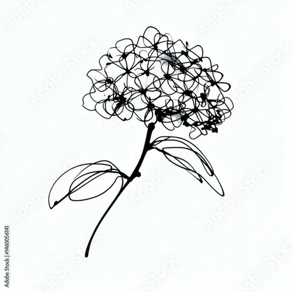 Fototapeta Elegant ink drawing of a hydrangea flower on a white background. Hand-drawn with varying line thickness. Line art. Botanical illustration.