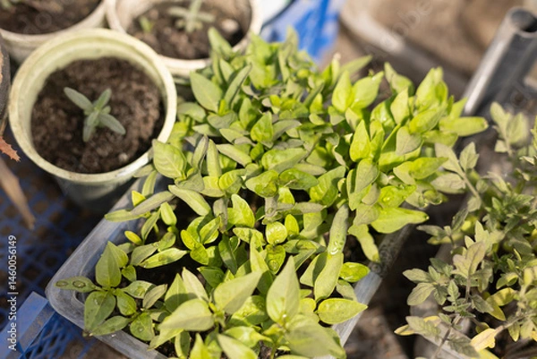 Obraz young tomato sprouts in a container before transplanting in a greenhouse close-up