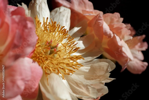 Obraz Soft fresh pink and beige peonies close up. Macro photo of a bouquet of peonies on black background.