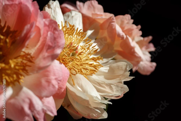Obraz Soft fresh pink and beige peonies close up. Macro photo of a bouquet of peonies on black background.