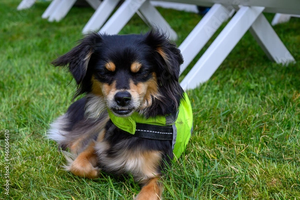 Obraz A small, cheerful dog rests on green grass, wearing a vibrant vest. The setting features white furniture in the background, indicating a lively outdoor event in the late afternoon