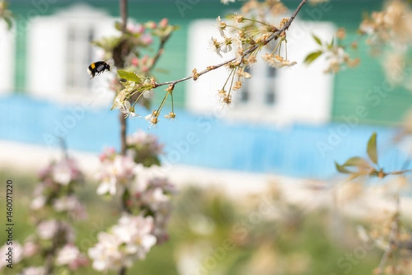 Obraz insect collecting nectar from apple blossom on a clear sunny day. Honey bee against the backdrop of a blooming garden