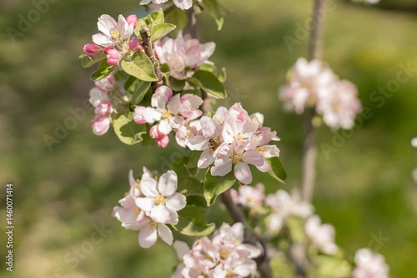 Obraz insect collecting nectar from apple blossom on a clear sunny day. Honey bee against the backdrop of a blooming garden