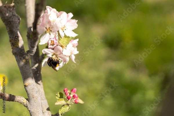 Obraz insect collecting nectar from apple blossom on a clear sunny day. Honey bee against the backdrop of a blooming garden