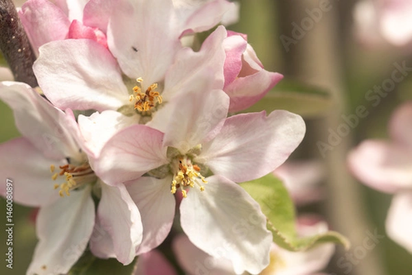 Obraz pink apple blossom close up macro photography