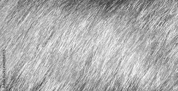 Obraz Cat fur texture background. Monochrome photo. Black and white cat hair backdrop.
