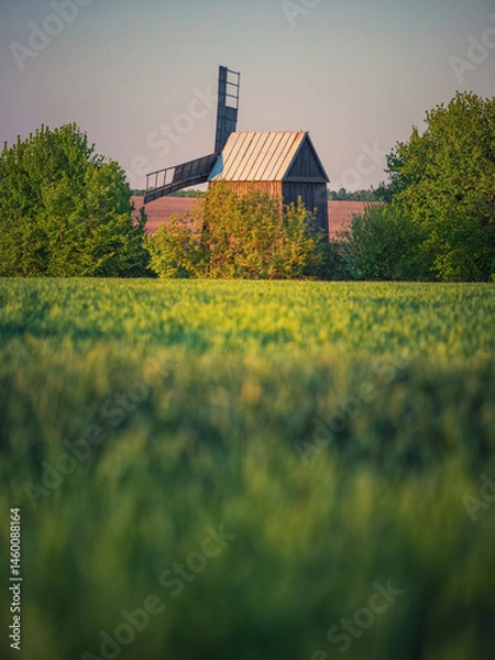 Obraz view to back side of old wooden mill behind trees and green field in sunset