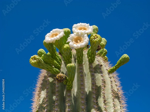 Obraz Saguaro Cactus Flower Blossom