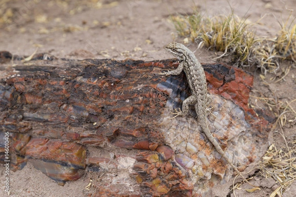 Fototapeta lizard on a petrified tree