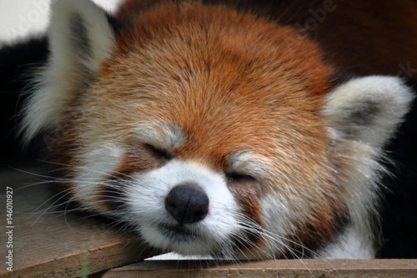 Fototapeta レッサーパンダ