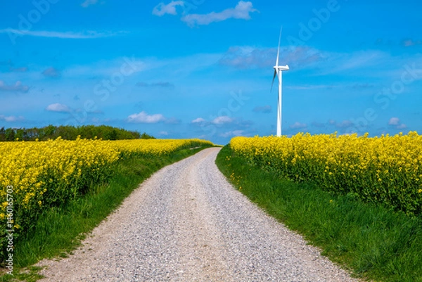 Obraz rapeseed field and blue sky