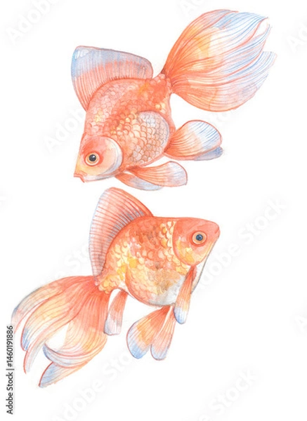 Fototapeta Two goldfish on white background. Hand drawn watercolor art for graphic design.