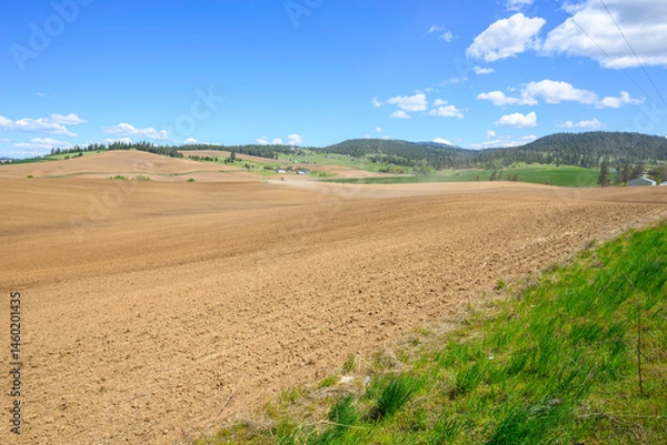 Fototapeta The rural agricultural farmland and fields in the rolling hills of Freeman, Washington State, a small rural community in Spokane County.